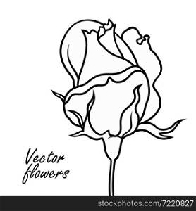 Rose line art vector hand drawn illustration. Minimalistic sketchy decorative flower.. Rose line art vector hand drawn illustration.