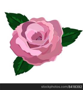 Rose on white background, illustration