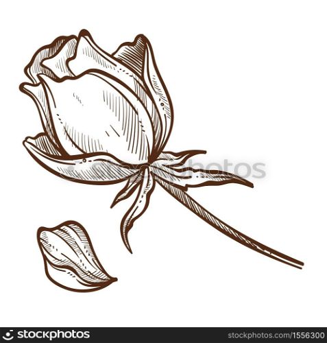 Rose plant bud on stem and petals isolated sketch vector flower botany and floristry romantic gift cultivation and growing garden blossom and leaves, drawn nature and flora element blooming drawing. Flower rose plants isolated sketch bud and petal