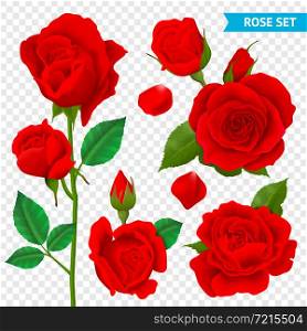 Rose realistic transparent set with red flowers isolated vector illustration . Rose Realistic Transparent Set