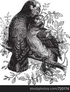 Rose-ringed Parakeet or Ringnecked Parakeet or Psittacula krameri, vintage engraved illustration. Trousset encyclopedia (1886 - 1891).