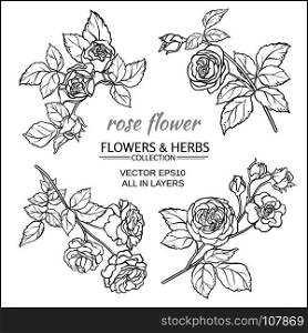 rose. rose flowers vector set on white background