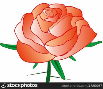 Rose with thorn. Red rose with thorn on white background is insulated