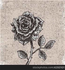 rose with vintage background vector illustration