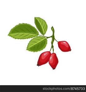 rosehip plant cartoon. rose leaf, berry fruit, red hip, natural branch, healthy wild, food, vitamin rosehip plant vector illustration. rosehip plant cartoon vector illustration