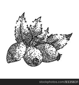 rosehip plant herbal hand drawn. rose hip, leaf fruit, berry fresh, briar tea, brier healthy rosehip plant herbal vector sketch. isolated black illustration. rosehip plant herbal sketch hand drawn vector