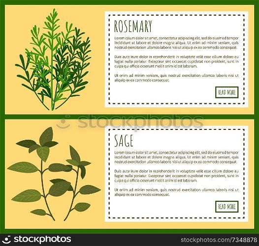 Rosemary and sage green plant spicy condiments, vector illustration with text sample and push buttons greenery spice herbs tasty natural spiciness. Rosemary and Sage Green Plant Spicy Condiments