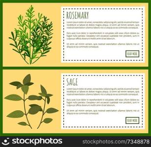 Rosemary and sage green plant spicy condiments, vector illustration with text sample and push buttons greenery spice herbs tasty natural spiciness. Rosemary and Sage Green Plant Spicy Condiments