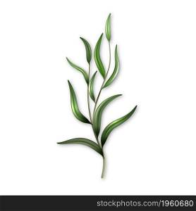 Rosemary Branch Natural Culinary Ingredient Vector. Rosemary Botany Organic Spice For Cooking. Freshness Green Leaves Flavor Herb, Delicious Flavoring Plant Template Realistic 3d Illustration. Rosemary Branch Natural Culinary Ingredient Vector