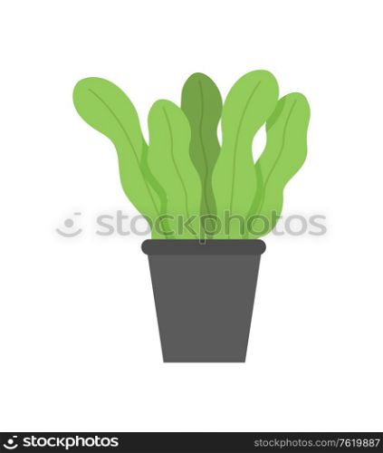Rosemary flower vector, potted plant growing in ground, isolated floral decoration for home interior, greenery and foliage of flower. Flora decor flat style. Rosemary Planted Flower with Wide Leaves Foliage