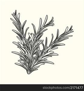 Rosemary herb branch ink sketch isolated. Monochrome food ingredient. Vintage hand drawn engraved style. Vector illustration. Rosemary herb branch ink sketch isolated. Monochrome food ingredient.