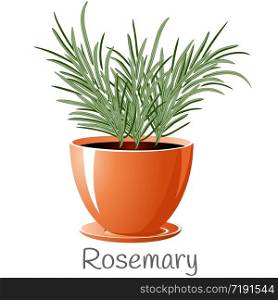 Rosemary herb in a flower pot. We grow herbs for cooking ourselves. Isolated on a white background. EPS 10 vector.. Rosemary herb in a flower pot. We grow herbs for cooking ourselves.