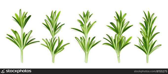 Rosemary herb, isolated garden plant stems with green leaves, seasoning on white background. Organic spice, cooking condiment, ingredient, fresh aromatic twigs, Realistic 3d vector illustration, set. Rosemary herb, isolated stems with green leaves