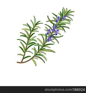 Rosemary herb. Rosmarinus officinalis. Leaves and flowers. Vector illustration. for cooking, cosmetics, Herbal medicine, health care, ointments, perfumery, health care labels. Rosemary herb. Rosmarinus officinalis.