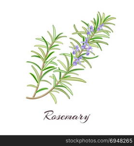 Rosemary herb. Rosmarinus officinalis.. Rosemary herb. Rosmarinus officinalis. Leaves and flowers. Vector illustration