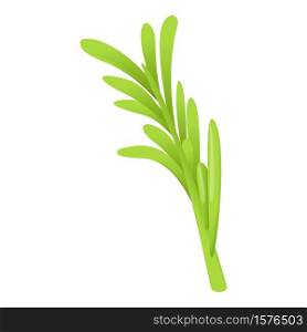 Rosemary leaf icon. Cartoon of rosemary leaf vector icon for web design isolated on white background. Rosemary leaf icon, cartoon style