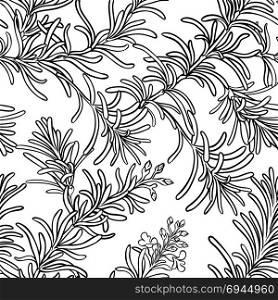 rosemary seamless pattern. rosemary plant seamless pattern on white background