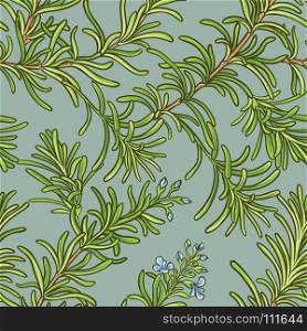 rosemary vector pattern. rosemary vector seamless pattern on color background