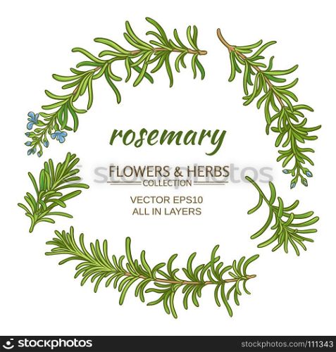 rosemary vector set. rosemary plant vector set on white background