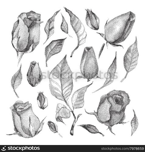Roses Botanical set.. Roses Botanical set. Black and white Dotwork Flowers. Vintage engraved illustration style.