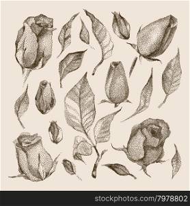Roses Botanical set.. Roses Botanical set. Black and white Dotwork Flowers. Vintage engraved illustration style.