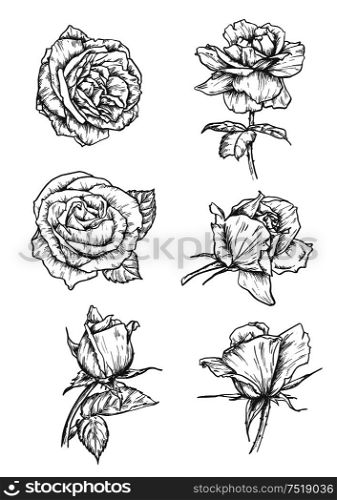 Roses buds icons. Vector pencil sketch flowers with leaves on stem. Graphic emblems for tattoo, decoration. Rose buds icons. Flower sketch emblems