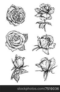 Roses buds icons. Vector pencil sketch flowers with leaves on stem. Graphic emblems for tattoo, decoration. Rose buds icons. Flower sketch emblems