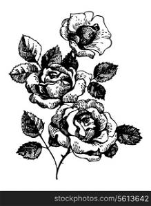Roses. Hand-drawn illustration of bouquet of rose flowers