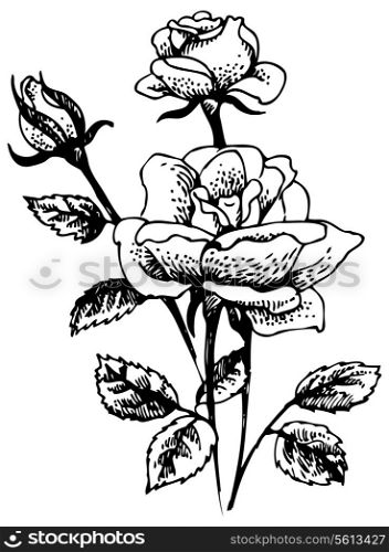 Roses. Hand-drawn illustration of rose flowers &#xA; bouquet
