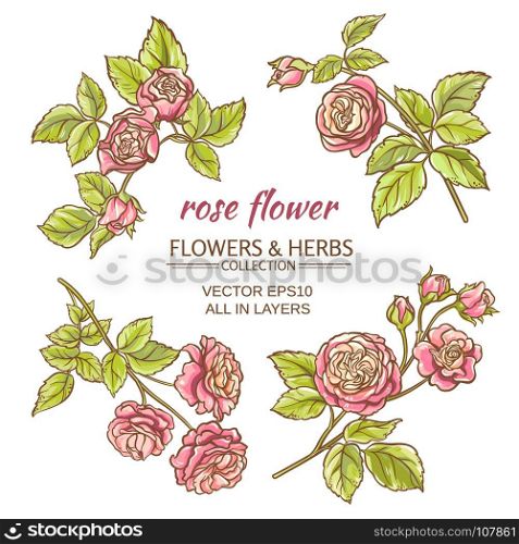 roses vector set. set of pink roses elements on white background