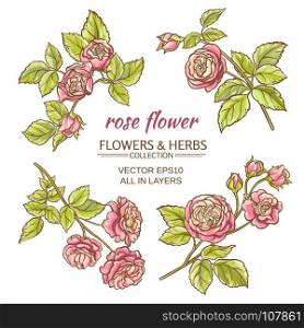 roses vector set. set of pink roses elements on white background