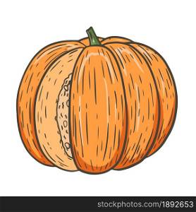 Round single orange pumpkin, autumn harvest. Fall vegetable, traditional for Thanksgiving. Hand engraved, vector illustration.. Round single orange pumpkin, autumn harvest.