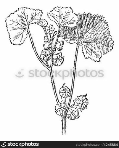 Roundleaf Mallow or Malva neglecta, showing flowers, vintage engraved illustration. Dictionary of Words and Things - Larive and Fleury - 1895