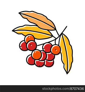 rowan autumn color icon vector. rowan autumn sign. isolated symbol illustration. rowan autumn color icon vector illustration
