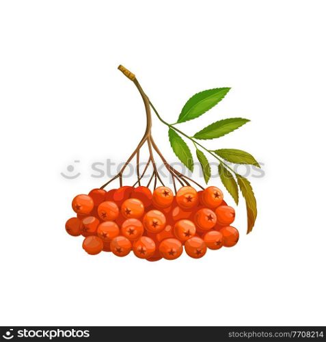 Rowan berry fruits or berries bunch isolated realistic icon. Vector organic food from farm garden and wild forest, rowan berries ripe harvest. Jam or juice package, natural organic food ingredient. Bunch of rowanberry fruits isolated rowan berries