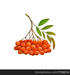 Rowan berry fruits or berries bunch isolated realistic icon. Vector organic food from farm garden and wild forest, rowan berries ripe harvest. Jam or juice package, natural organic food ingredient. Bunch of rowanberry fruits isolated rowan berries