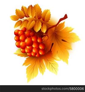 Rowan branches with orange leaves and berries. Vector fall illustration. Rowan branches with orange leaves and berries. Vector fall illustration EPS 10
