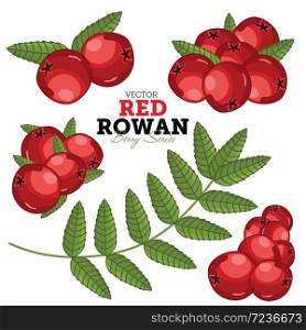 Rowan Compositions, Rowan Leaves, Rowan Vector, Cartoon illustration of Rowan. Rowan Isolated on White Background. Bunch of Juicy Rowan Berries.. Rowan Set, Vector.