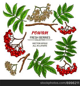 rowan plant elements set on white background. rowan elements set