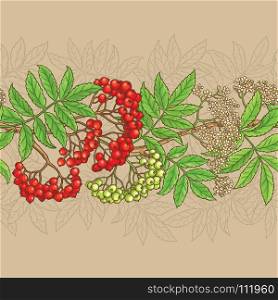 rowan vector pattern. rowan branches vector pattern on color background