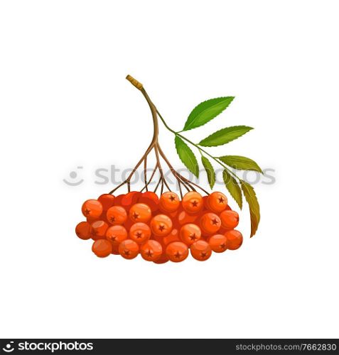 Rowanberry fruits or rowan berries icon, food from farm garden and wild forest, vector isolated. Rowan berries bunch ripe harvest for jam or juice package food ingredient, natural organic sweet fruits. Rowanberry fruits or berries icon, food of garden