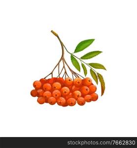 Rowanberry fruits or rowan berries icon, food from farm garden and wild forest, vector isolated. Rowan berries bunch ripe harvest for jam or juice package food ingredient, natural organic sweet fruits. Rowanberry fruits or berries icon, food of garden
