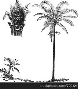 Royal Palm or Roystonea regia, vintage engraved illustration, showing seedling development. Trousset encyclopedia (1886 - 1891).