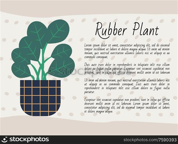 Rubber plant growing in pot with soil vector, potted flora with large leaves. Green foliage home decoration, poster with information of flower kind. Rubber Plant Poster with Text Houseplant in Pot