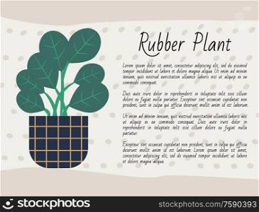 Rubber plant growing in pot with soil vector, potted flora with large leaves. Green foliage home decoration, poster with information of flower kind. Rubber Plant Poster with Text Houseplant in Pot