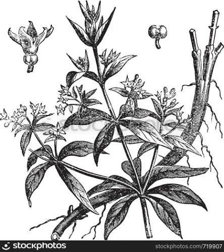 Rubia tinctorum or Common madder or Dyer's madder, vintage engraving. Old engraved illustration of Rubia tinctorum, isolated on a white background.