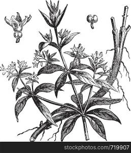 Rubia tinctorum or Common madder or Dyer's madder, vintage engraving. Old engraved illustration of Rubia tinctorum, isolated on a white background.