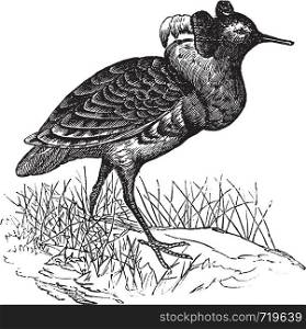 Ruff or Philomachus pugnax, vintage engraving. Old engraved illustration of a Ruff.