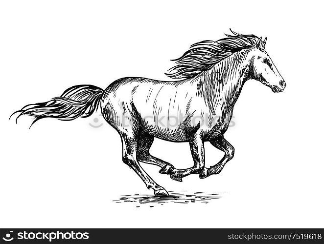 Running gallop white horse sketch portrait. Vector mustang stallion freely rushing against wind with waving mane and tail. Running gallop white horse sketch portrait
