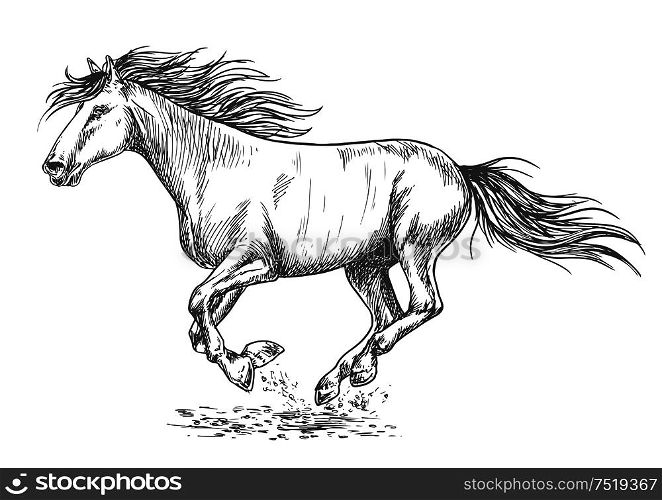 Running horse pencil sketch portrait. White mustang stallion rushing with gallop gait. Rush running horse sketch portrait